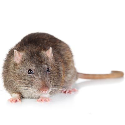 Exterminateur de souris et rats