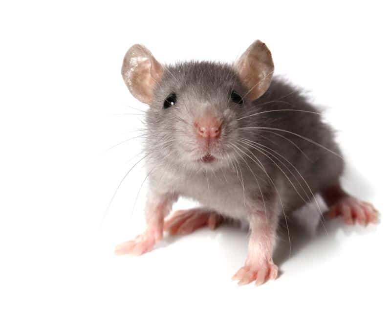 Exterminateur de souris Cible Action